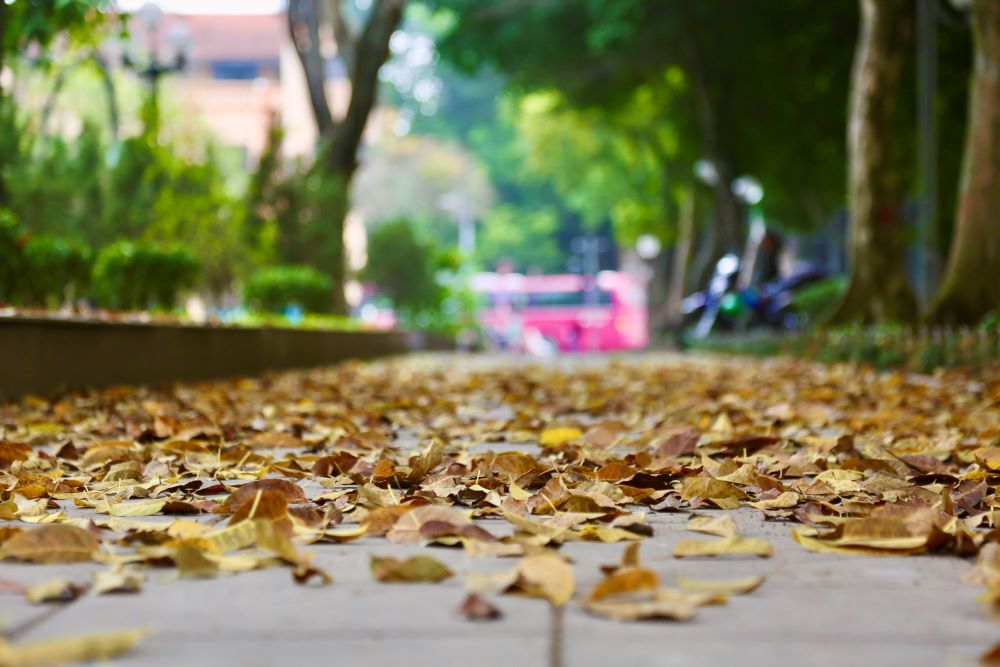  When leaves fall on the streets, it signals the best season coming to town - autumn. Photos: Duy Khanh/The Hanoi Times